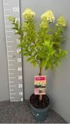 Hydrangea paniculata 'Limelight' In 5L Pot On Stem image