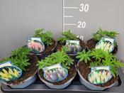 Lupinus (Lupin) 'Camelot' Mix 2L Pot image
