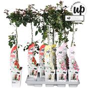 Rosa 'Crazy in Love' Mix (Climbing Rose) 2 Litre Pot, Single Cane image