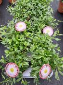 Erigeron (Fleabane) 12cm Pot image