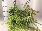 Rhipsalis (Mistletoe Cactus) Mix 14cm Hanging Pot image