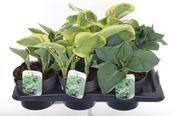 Hosta Mix 2 Litre Pot image