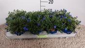 Lithodora / Glandora diffusa 12cm Pot image