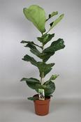 Ficus lyrata (Fiddle Leaf Fig) in 21cm Pot, Height 100-110cm