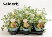 Apium graveolens (Celery) 12cm Pot