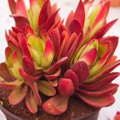 Crassula capitella 'Campfire' Red in 12cm Pot image