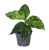 Aglaonema pictum 'Tricolor' 6cm Pot image