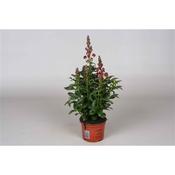 Antirrhinum (Snapdragon) Red 12cm Pot image