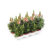 Antirrhinum (Snapdragon) Pink 12cm Pot image