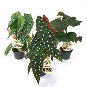 Begonia maculata 'Wings' Mix in 12cm Pot image