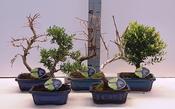 Bonsai Outdoor Mix in 20cm Ceramic Pot, Height 40cm image