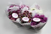 Chrysanthemum Mix 14cm Pot image