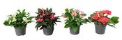 Euphorbia milii (Crown of Thorns) Mix 6cm Pot image