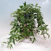 Hoya 'Bella' (Beautiful Wax Plant) 12cm Pot