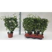 Hoya 'Bella' (Beautiful Wax Plant) 12cm Pot image