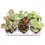 Kalanchoe Mix in 12cm Pot image