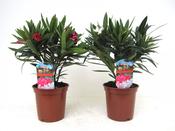 Nerium oleander Mix 14cm Pot, Height 40cm image