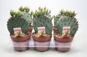 Opuntia azurea (Purple Prickly Pear Cactus) 13cm Pot image