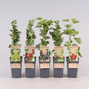 Ribes (Currant) Mix 2 Litre Pot 1 Cane