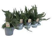 Rosmarinus officinalis 'Prostratus' (Creeping Rosemary) in 14cm Pot