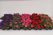 Begonia 'Cracklin' Rosie' 12cm Pot