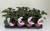 Malva sylvestris 'Zebrina' (Mallow) 13cm Pot image