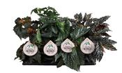 Begonia maculata 'Wings' Mix in 12cm Pot image