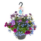 'Festival Colours' Mix in 27cm Hanging Basket image