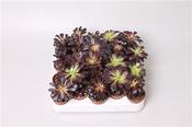 Aeonium arboreum Schwarzkopf / Zwartkop (Black Tree Aeonium) 5.5cm Pot image
