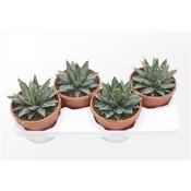 Agave victoriae-reginae (Queen Victoria Agave) 17cm Pot image