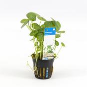 Hydrocotyle leucocephala (Brazilian Pennywort) 5cm Pot image