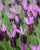 Lavandula stoechas (French Lavender) Mix in 1.5 Litre Pot image