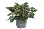 Peperomia 'Buenos Aires' 11cm Pot image