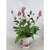 Ptilotus exaltatus 'Joey' 13cm Pot image