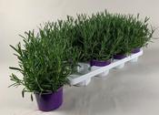 Lavandula angustifolia 'Essence Purple' (English Lavender) in 13cm Pot image