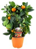 Citrofortunella 'Calamondin' Citrus 14cm With Trellis image