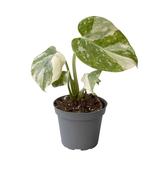 Monstera 'Thai Constellation' 6cm Pot image