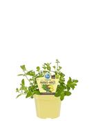 Mentha suaveolens 'Variegata' (Pineapple Mint) 12cm Pot image