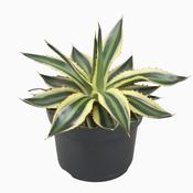 Agave lophantha 'Quadricolor' (Century Plant) 13cm Pot image