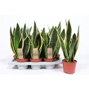 Sansevieria trifasciata 'Black Superba' 14cm Pot image