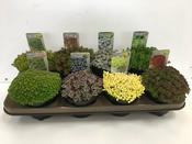 Sedum Mix in 14cm Pot image