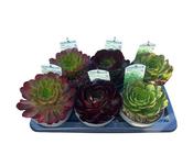 Semponium Mix 17cm Pot