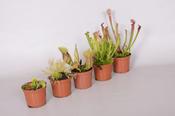 Carnivorous Plant Mix in 8.5cm Pot image