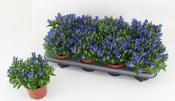 Gentiana scabra 'Luis Blue' (Japanese Gentian) 12cm Pot image