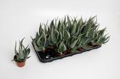 Aloe carola 8.5cm Pot image