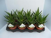 Aloe delaetii 13cm Pot image