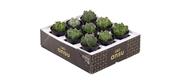 Astrophytum Mix 7.5cm Pot image