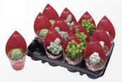 Crassula Mix 8.5cm Pot image