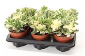 Crassula 'Curly Green' (Variegated) 12cm Pot image