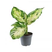 Dieffenbachia Mix in 6cm Pot image
